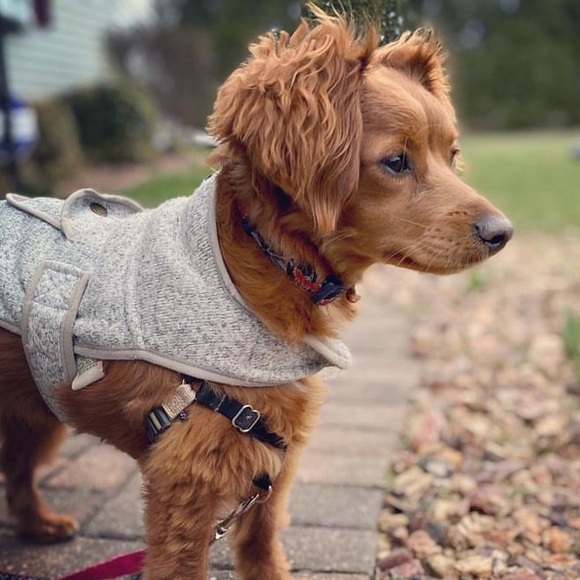 L.L. Bean | Dog | Llbean Fleece Jacket 